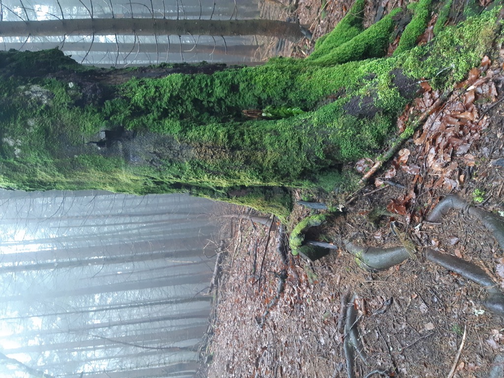 Umgebung & Natur